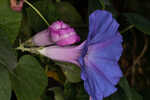 Oceanblue morning-glory